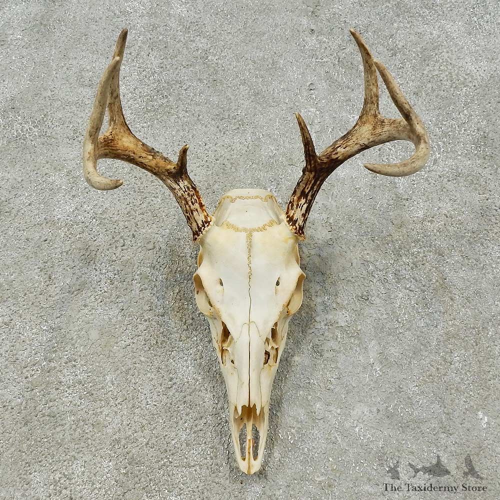 Whitetail Deer Skull European Mount For Sale #16245 @ The Taxidermy Store