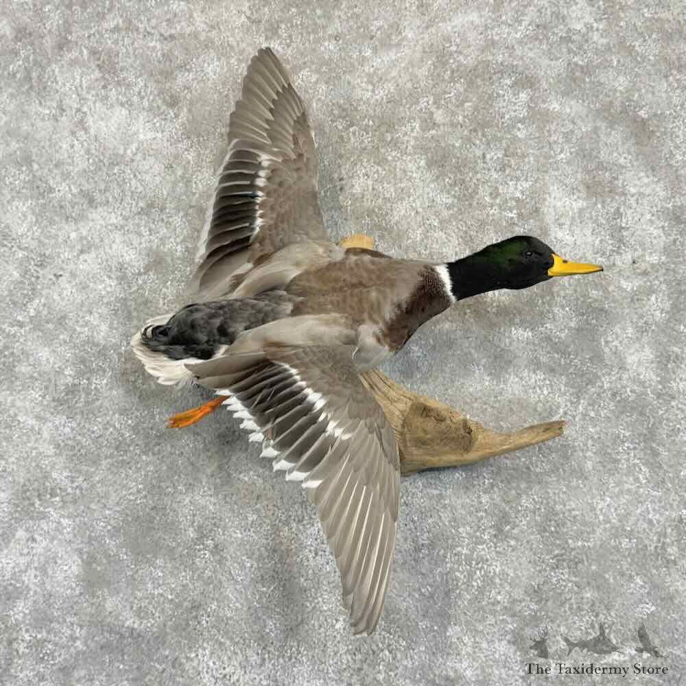 Silver Mallard Duck Drake Bird Mount For Sale #31054 @ The Taxidermy Store