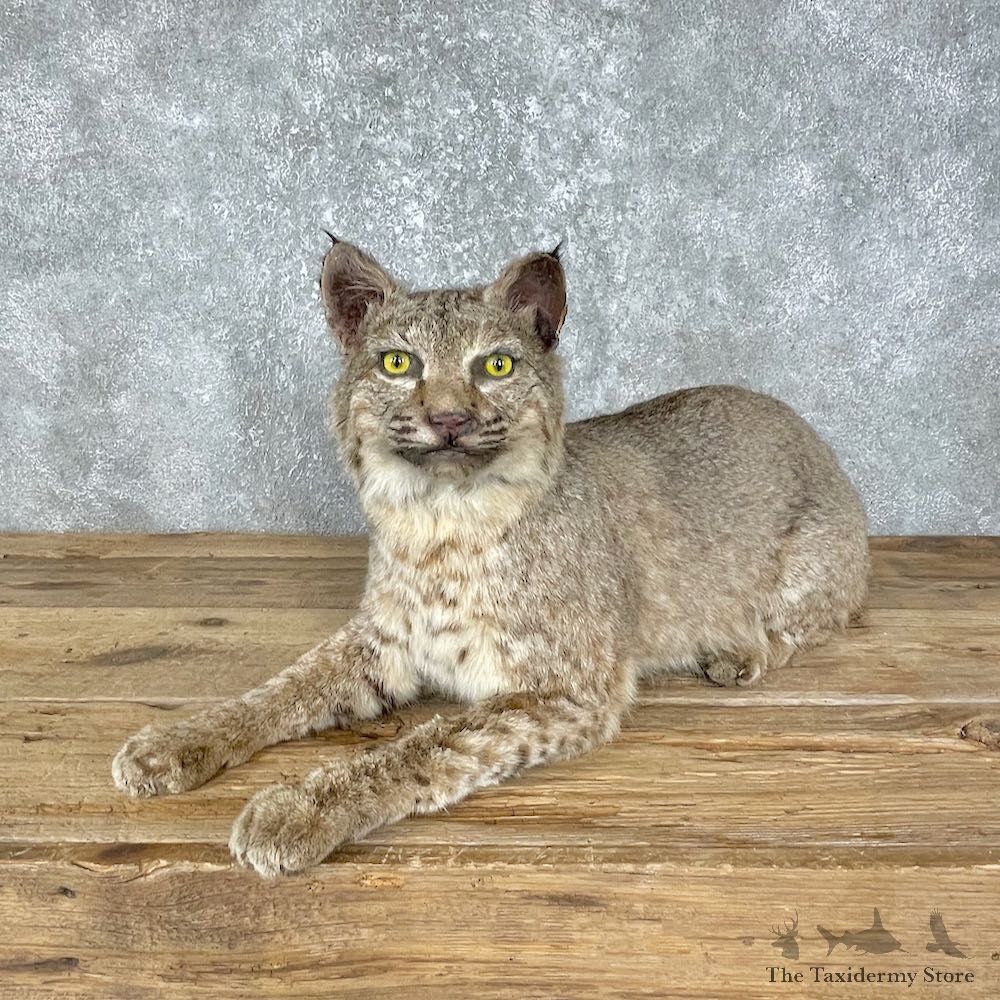 Bobcat Life-Size Mount For Sale #25660 @ The Taxidermy Store