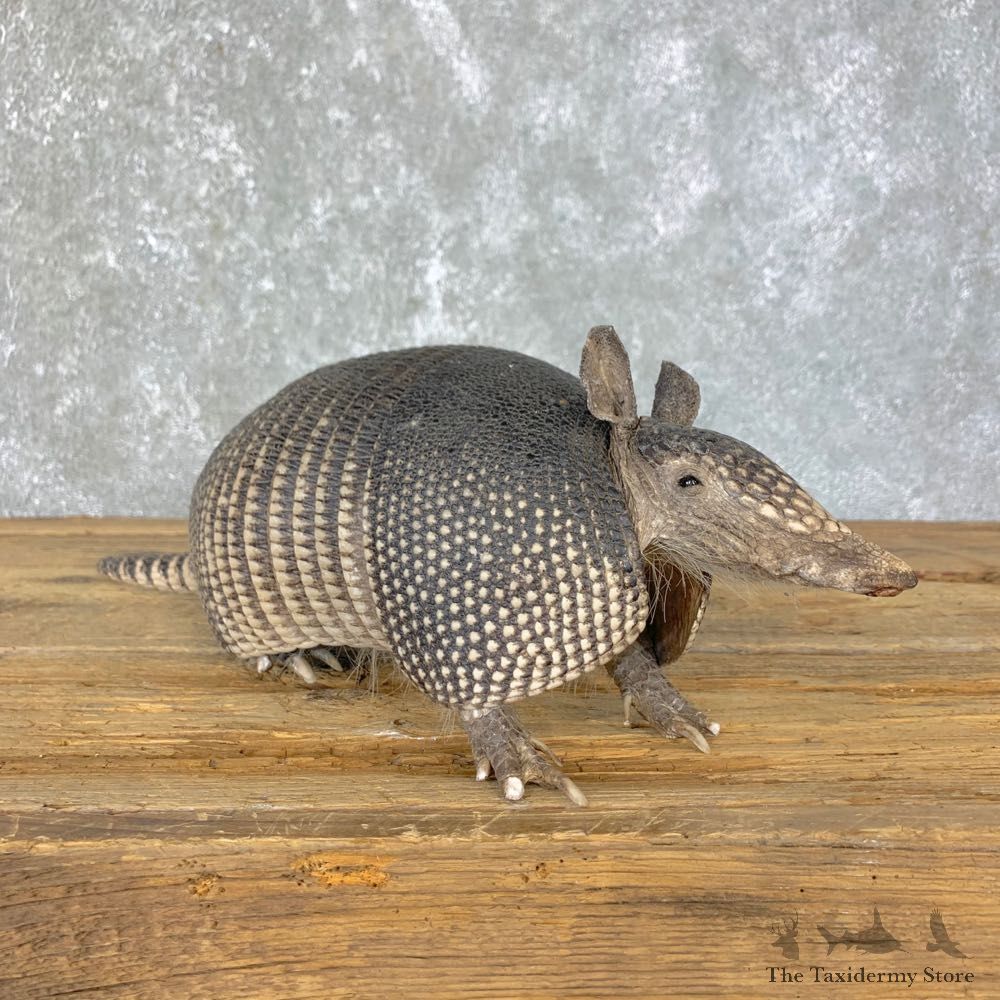 Armadillo Life-Size Mount For Sale #23975 @ The Taxidermy Store