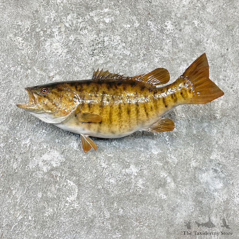 Smallmouth Bass Fish Mount For Sale #26933 @ The Taxidermy Store