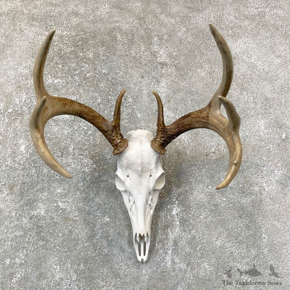 Whitetail Deer Skull European Mount For Sale #24741 @ The Taxidermy Store