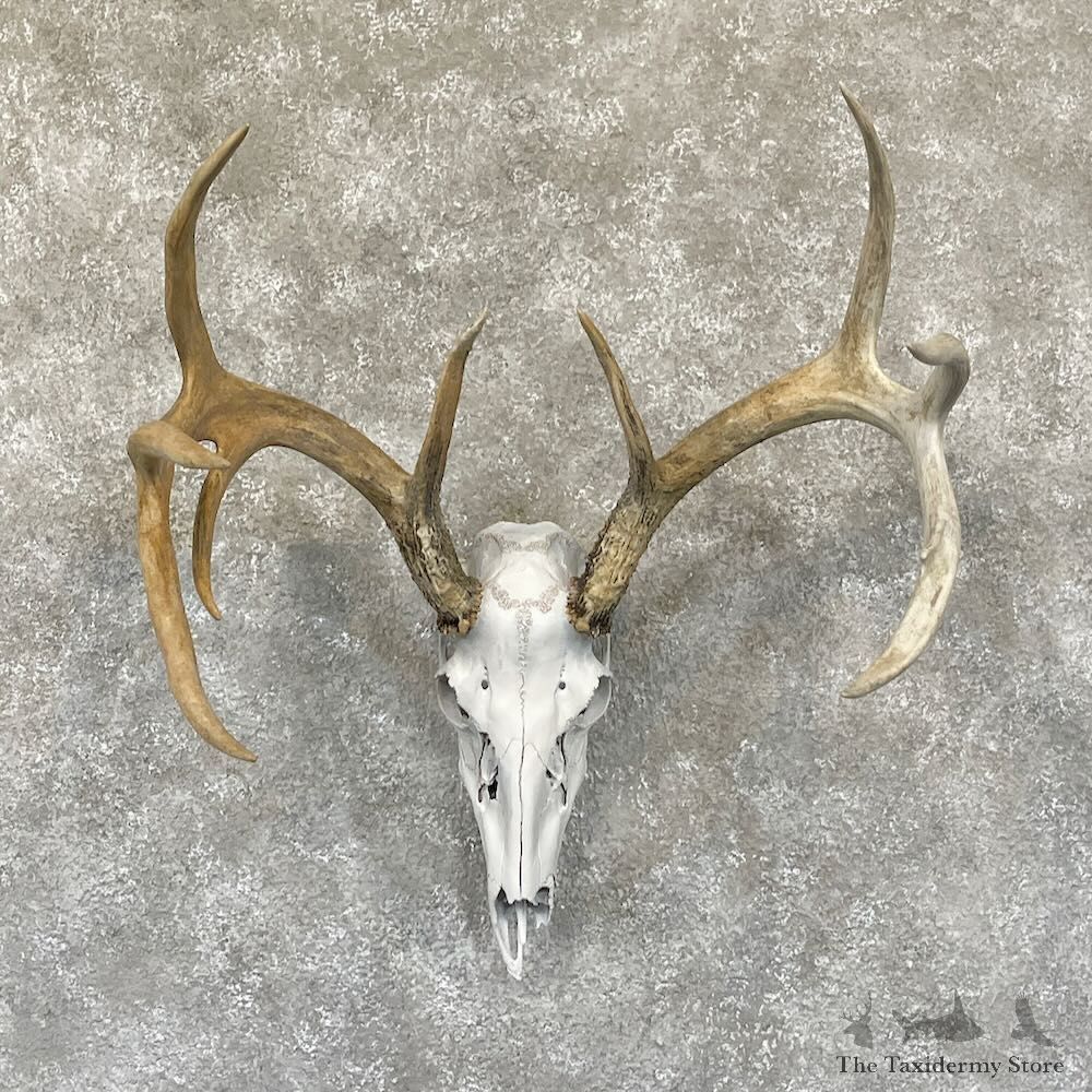 Whitetail Deer Skull European Mount For Sale #28269 @ The Taxidermy Store