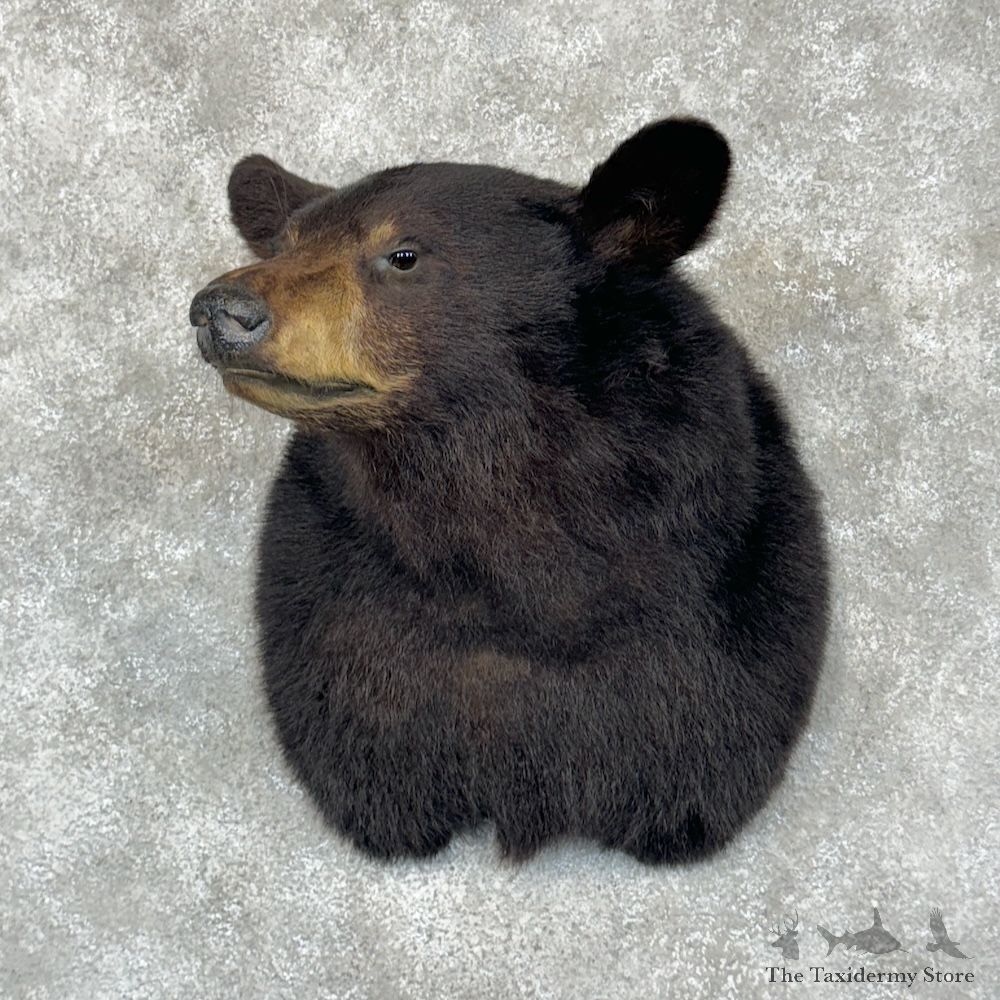 Black Bear Shoulder Mount For Sale #29436 @ The Taxidermy Store