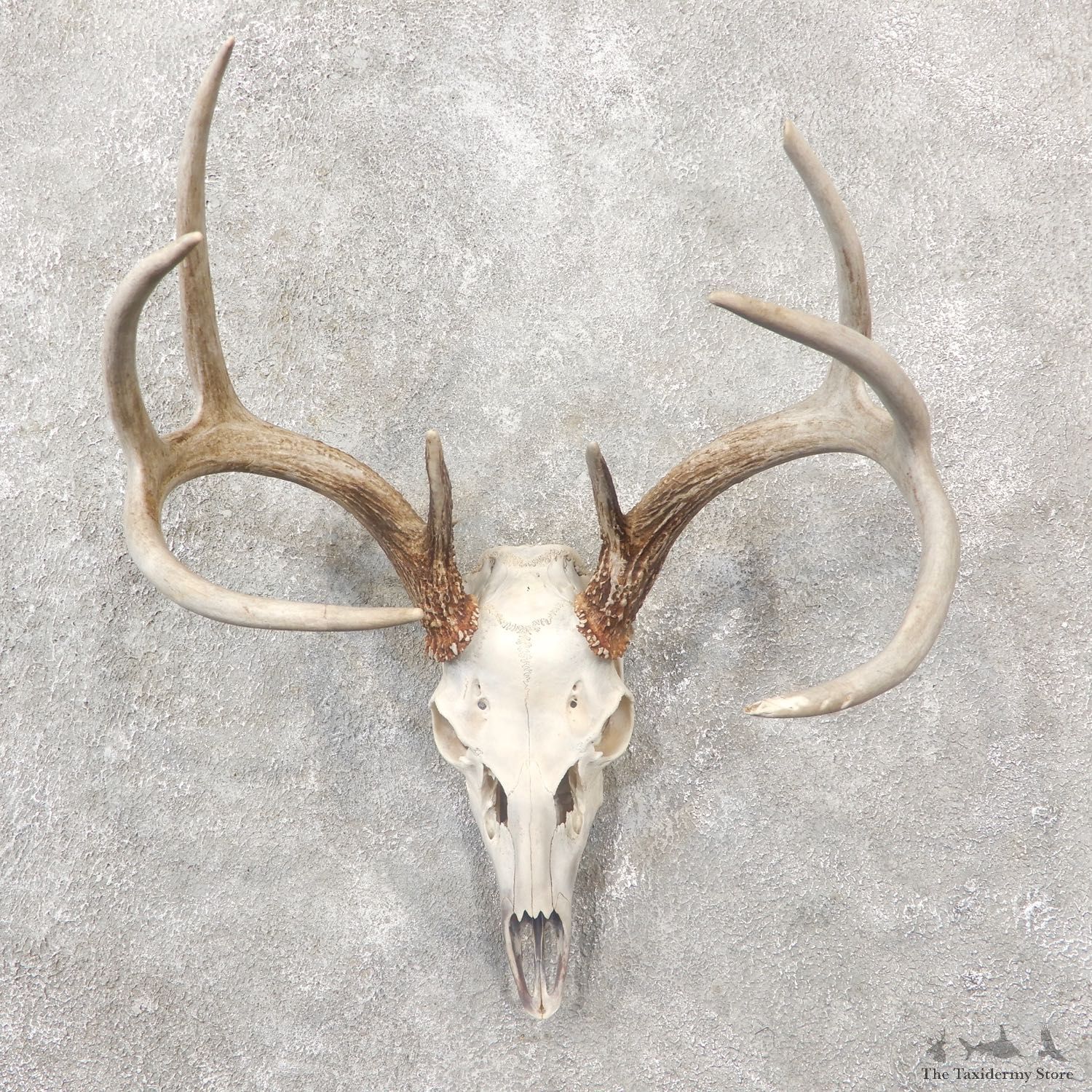 Whitetail Deer Skull European Mount For Sale #19248 @ The Taxidermy Store