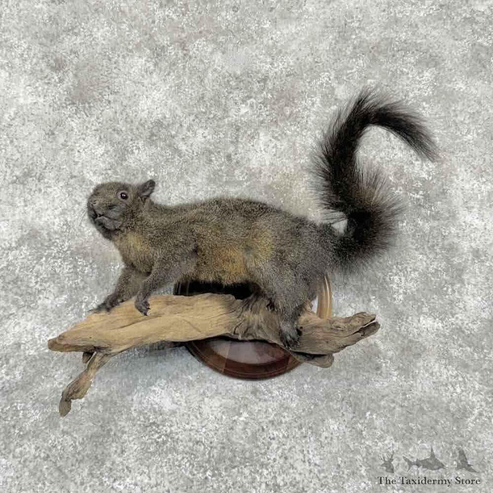 Black Squirrel Life-Size Mount For Sale #31690 @ The Taxidermy Store