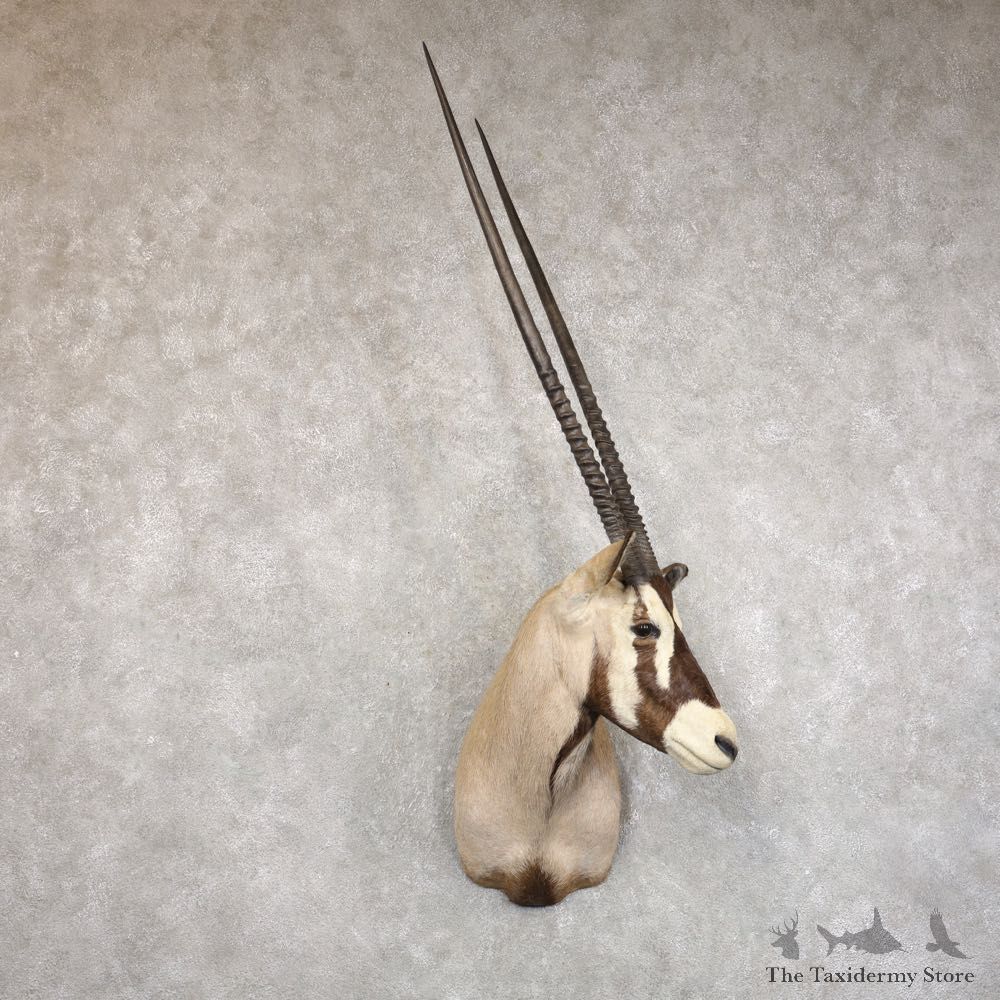 Gemsbok Oryx Shoulder Mount For Sale #22238 @ The Taxidermy Store