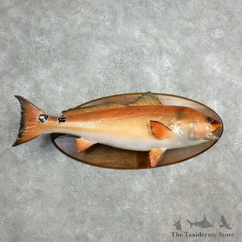 Red Drum Fish Taxidermy Fish Mount For Sale - 17806 - The Taxidermy Store