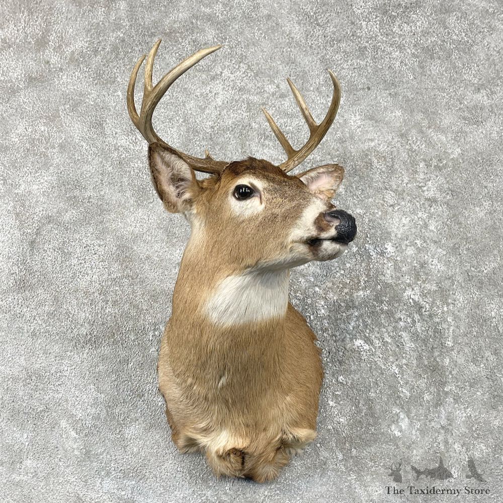 Whitetail Deer Shoulder Mount For Sale #26178 @ The Taxidermy Store