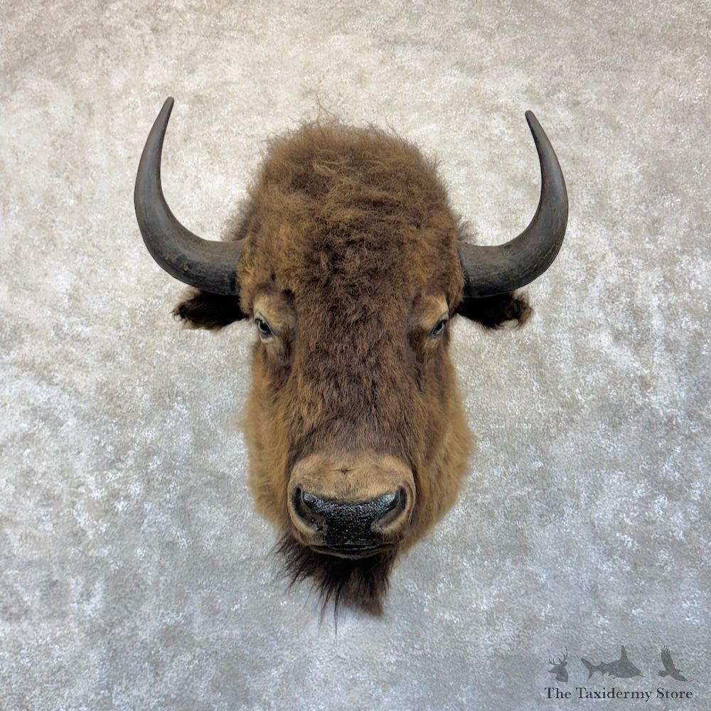 American Buffalo Shoulder Mount For Sale #29852 @ The Taxidermy Store
