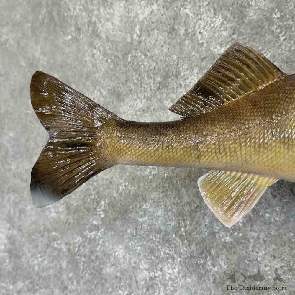 Walleye Fish Mount For Sale #30988 @ The Taxidermy Store
