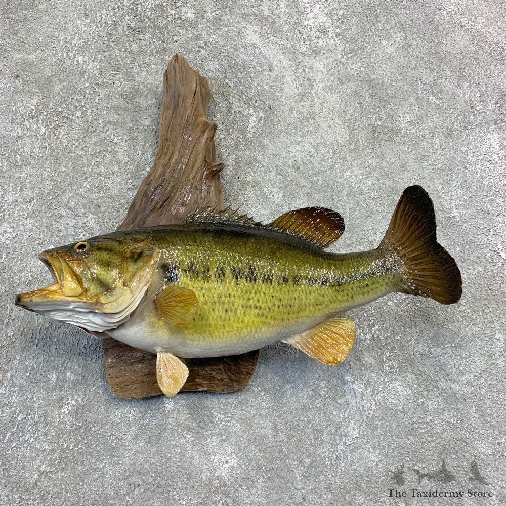 Largemouth Bass Fish Mount For Sale #21854 @ The Taxidermy Store