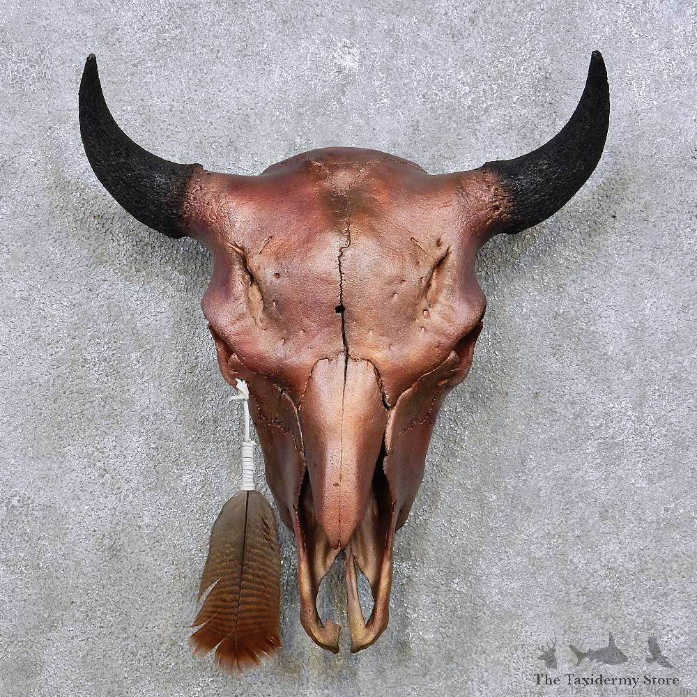 American Buffalo Bison Skull For Sale #14050 @ The Taxidermy Store