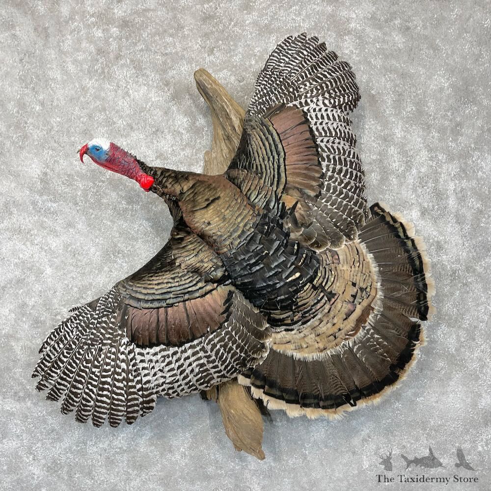 Narragansett Cross Turkey Bird Mount For Sale #28552 @ The Taxidermy Store
