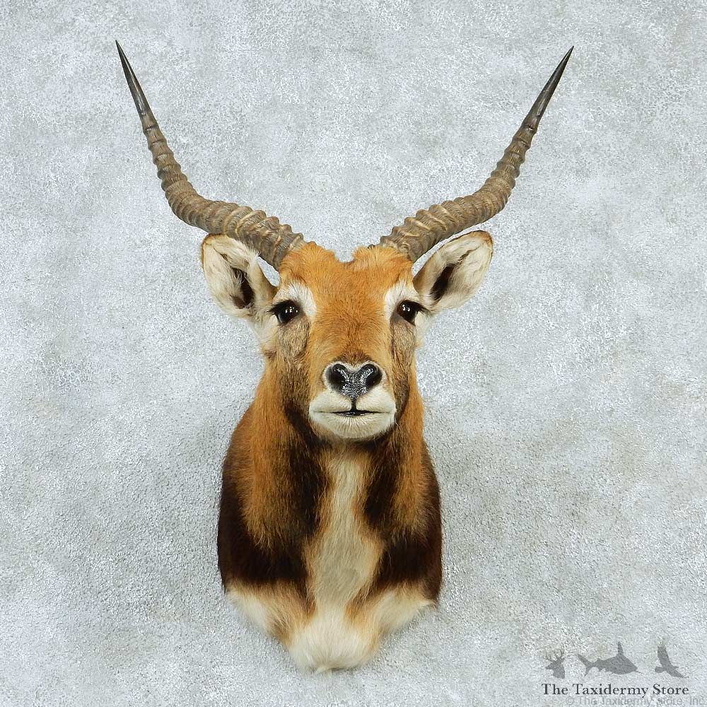 Black Lechwe Shoulder Taxidermy Mount #13223 For Sale @ The Taxidermy Store