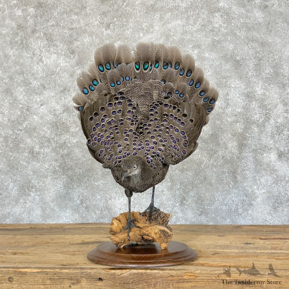 Grey Peacock Pheasant Bird Mount For Sale #29095 @ The Taxidermy Store