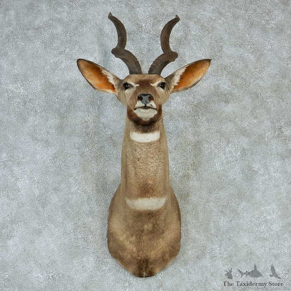 Lesser Kudu Shoulder Taxidermy Mount #13238 For Sale @ The Taxidermy Store
