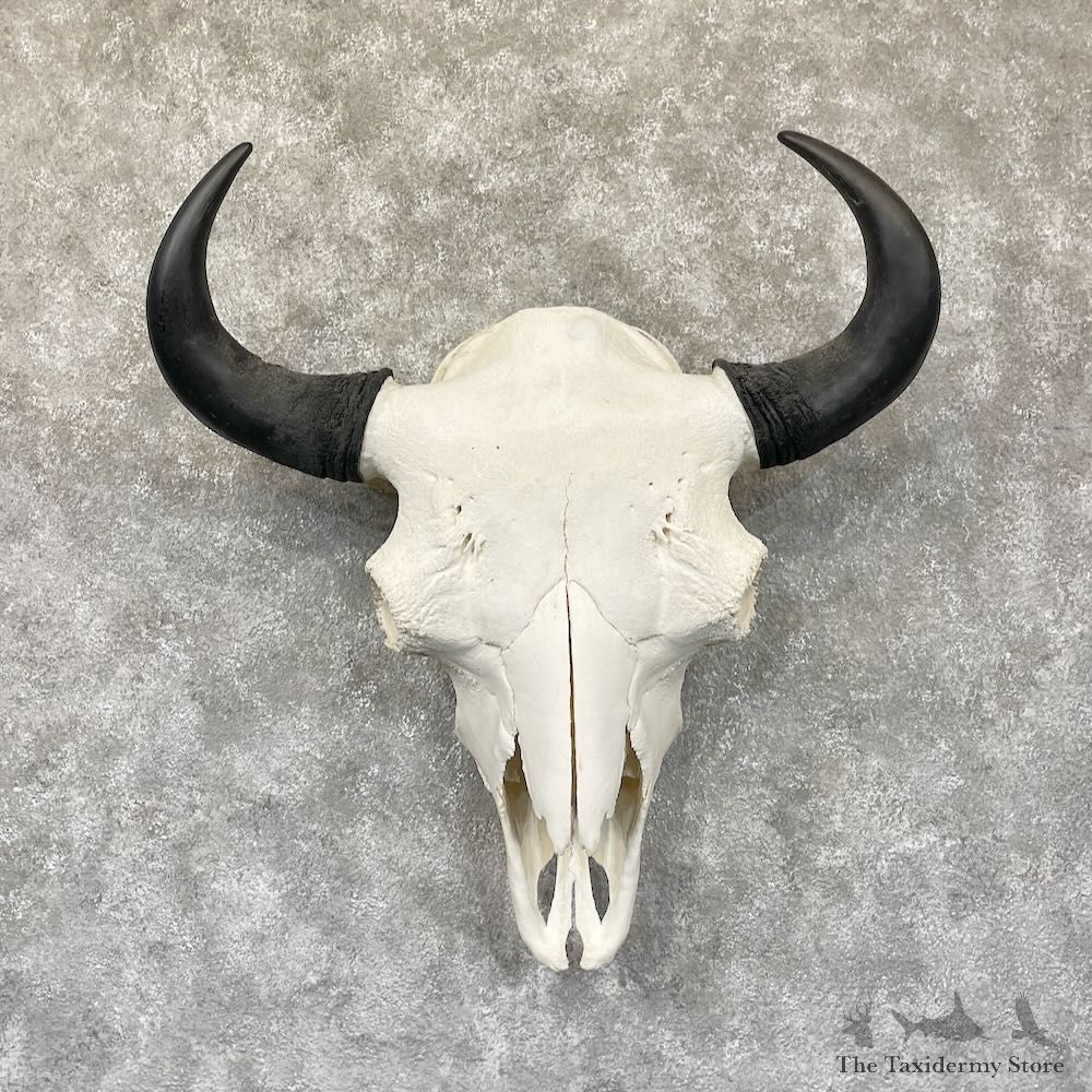Buffalo Bison Skull Mount For Sale #28288 @ The Taxidermy Store