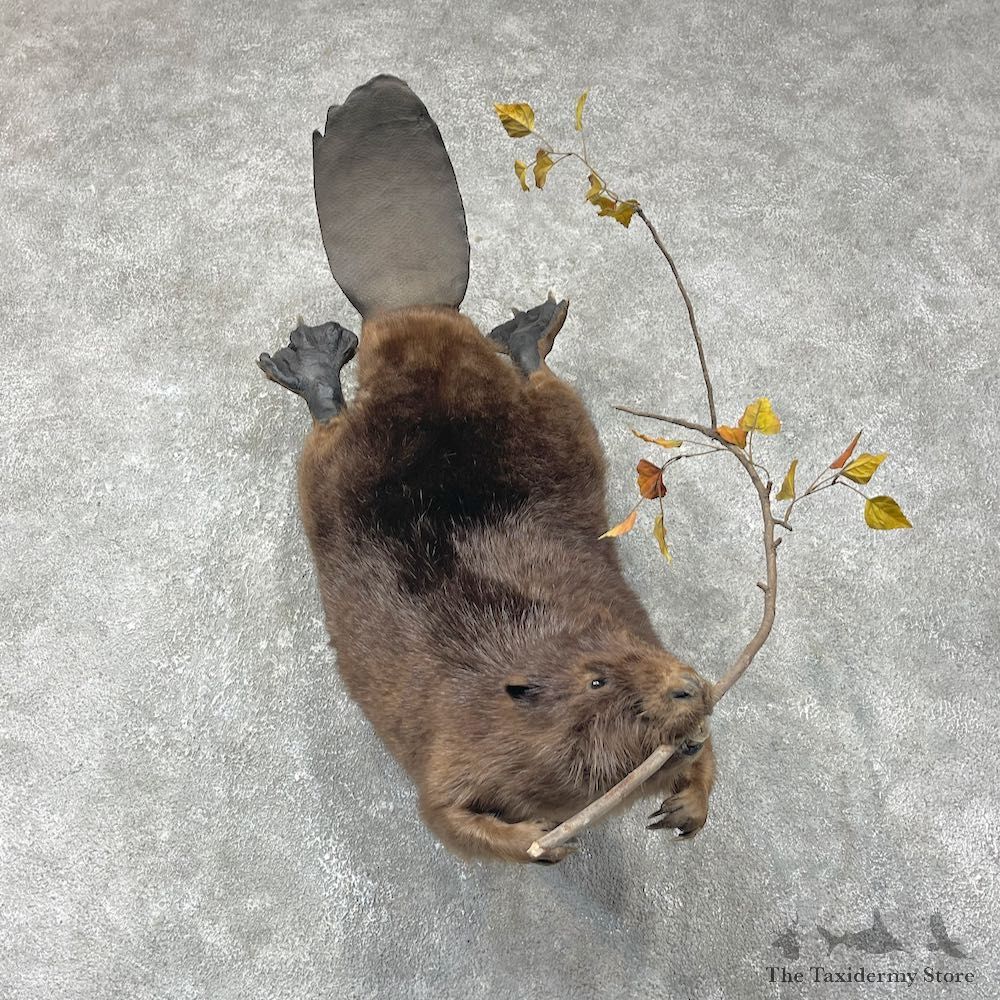 North American Beaver Mount For Sale #25479 @ The Taxidermy Store