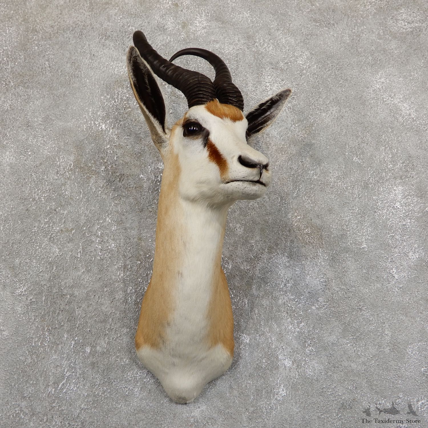 Cape Springbok Shoulder Mount For Sale #19556 @ The Taxidermy Store