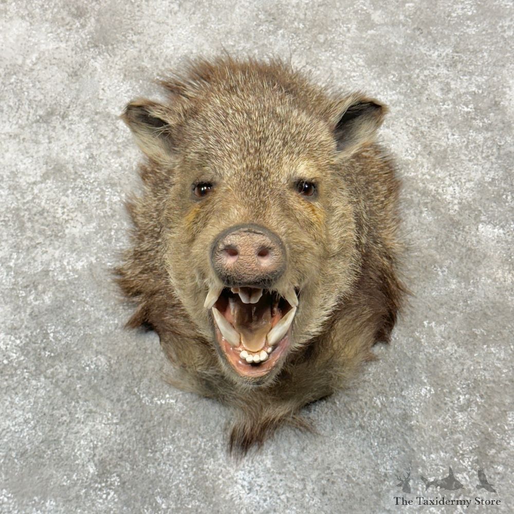 Collared Peccary Shoulder Mount For Sale #29281 @ The Taxidermy Store