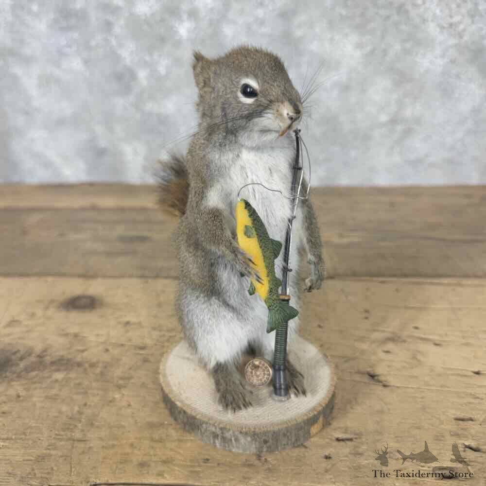 Fishing Red Pine Squirrel Novelty Mount For Sale #31621 @ The Taxidermy Store