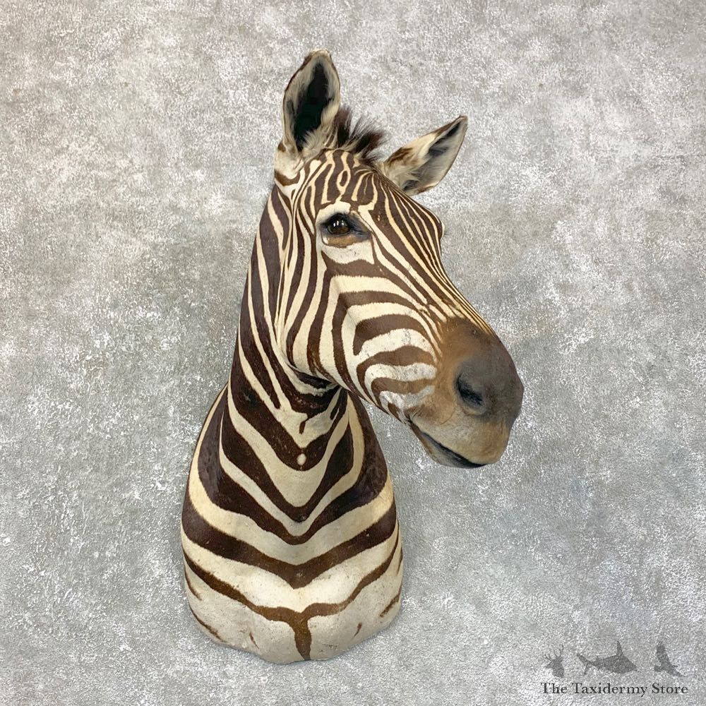 African Zebra Shoulder Mount For Sale #23868 @ The Taxidermy Store