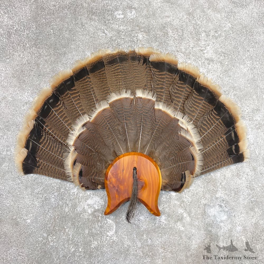 Eastern Wild Turkey Fan For Sale #26907 @ The Taxidermy Store