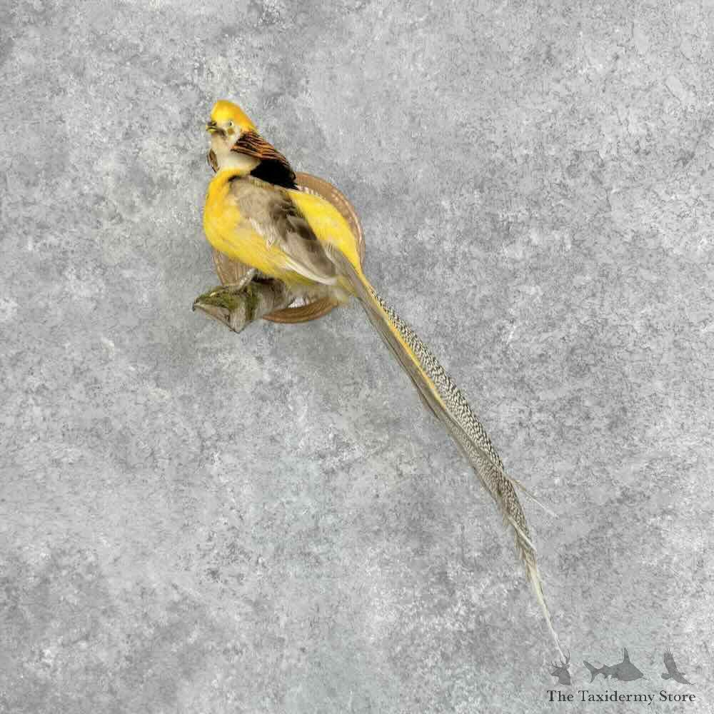 Yellow Golden Pheasant Bird Mount For Sale #32370 @ The Taxidermy Store