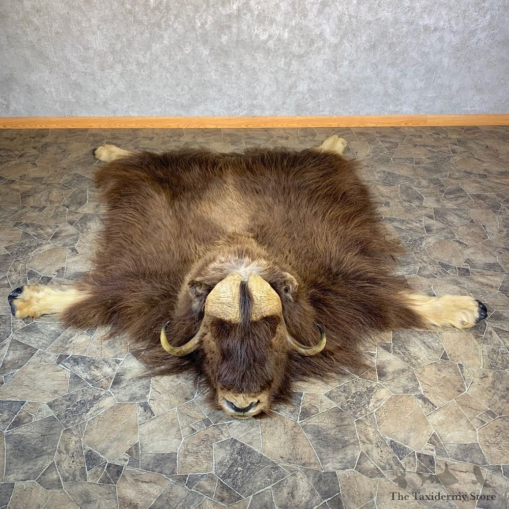Barren Ground Muskox Full Size Rug For Sale #23683 @ The Taxidermy Store