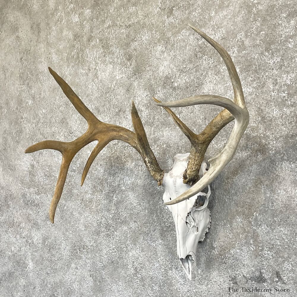 Whitetail Deer Skull European Mount For Sale #28269 @ The Taxidermy Store