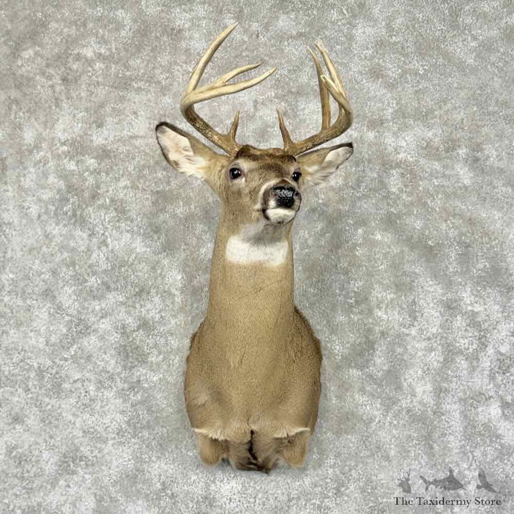 Whitetail Deer Shoulder Mount For Sale #31934 @ The Taxidermy Store