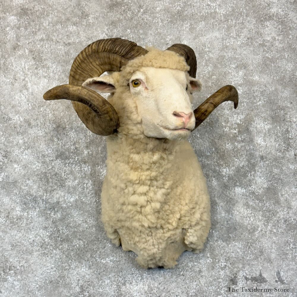 Merino Sheep Ram Shoulder Mount For Sale #28785 @ The Taxidermy Store