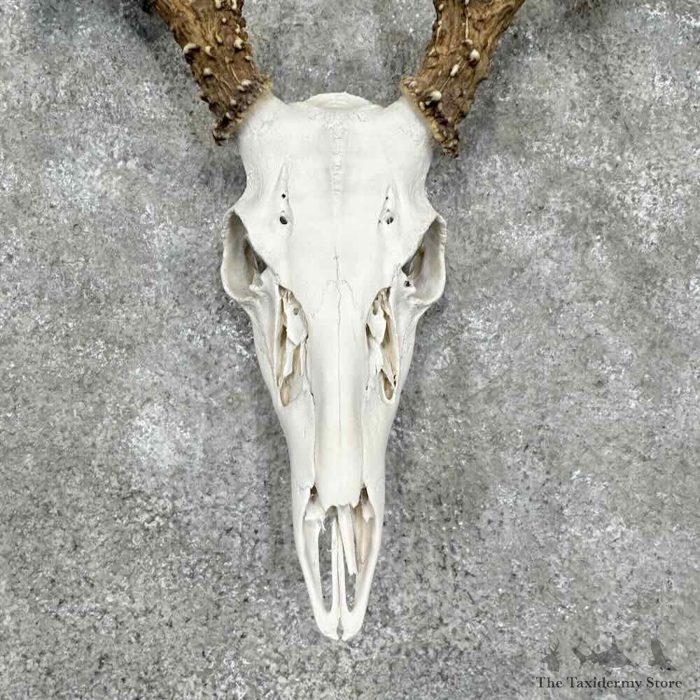 Whitetail Deer Skull European Mount For Sale #31664 @ The Taxidermy Store