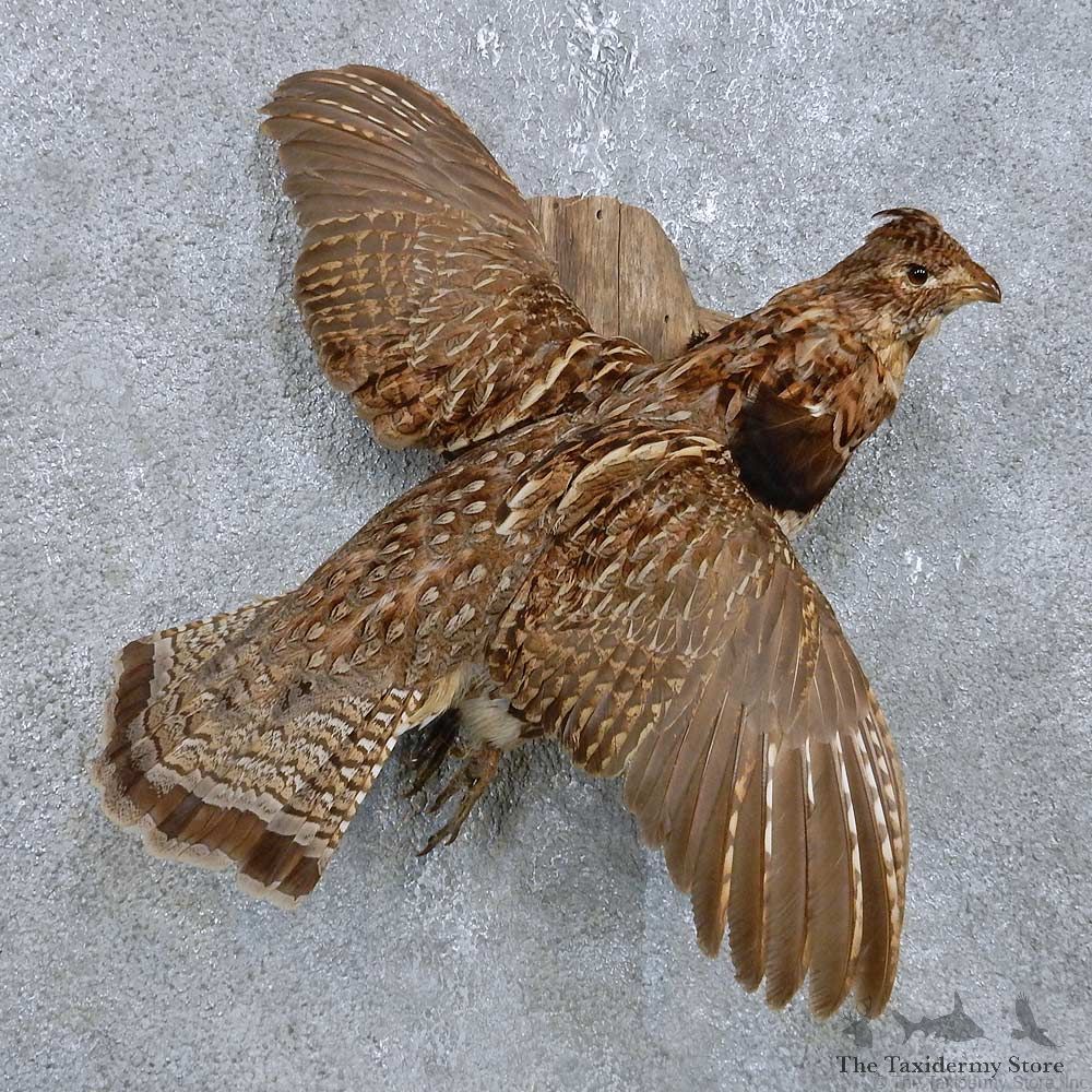 Flying Sharp-tailed Grouse Mount For Sale #14823 @ The Taxidermy Store