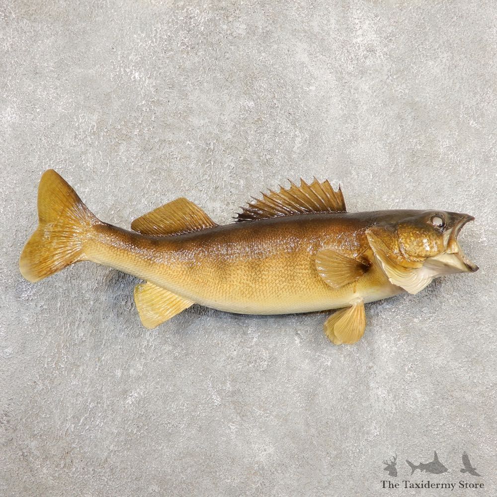 Walleye Taxidermy Fish Mount #20556 For Sale @ The Taxidermy Store