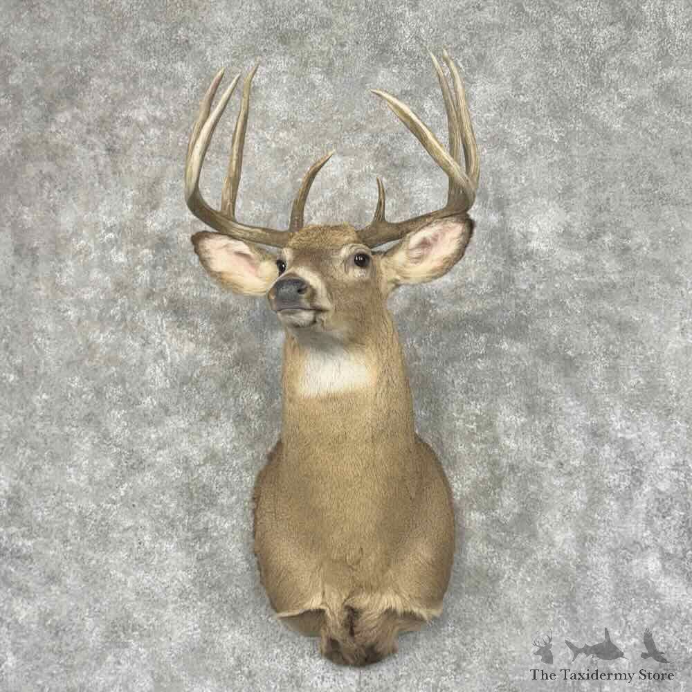Whitetail Deer Shoulder Mount For Sale #32005 @ The Taxidermy Store