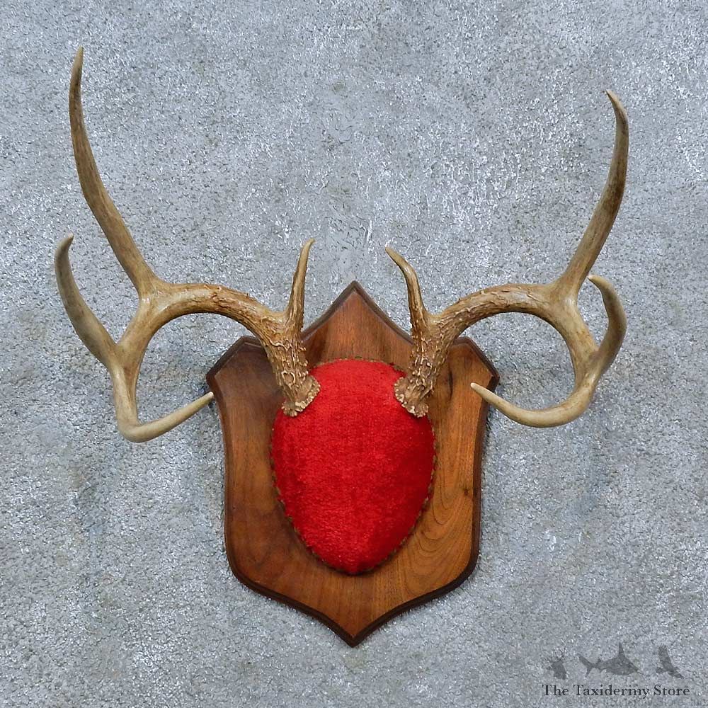 Whitetail Deer Antler Plaque Mount For Sale #15386 @ The Taxidermy Store