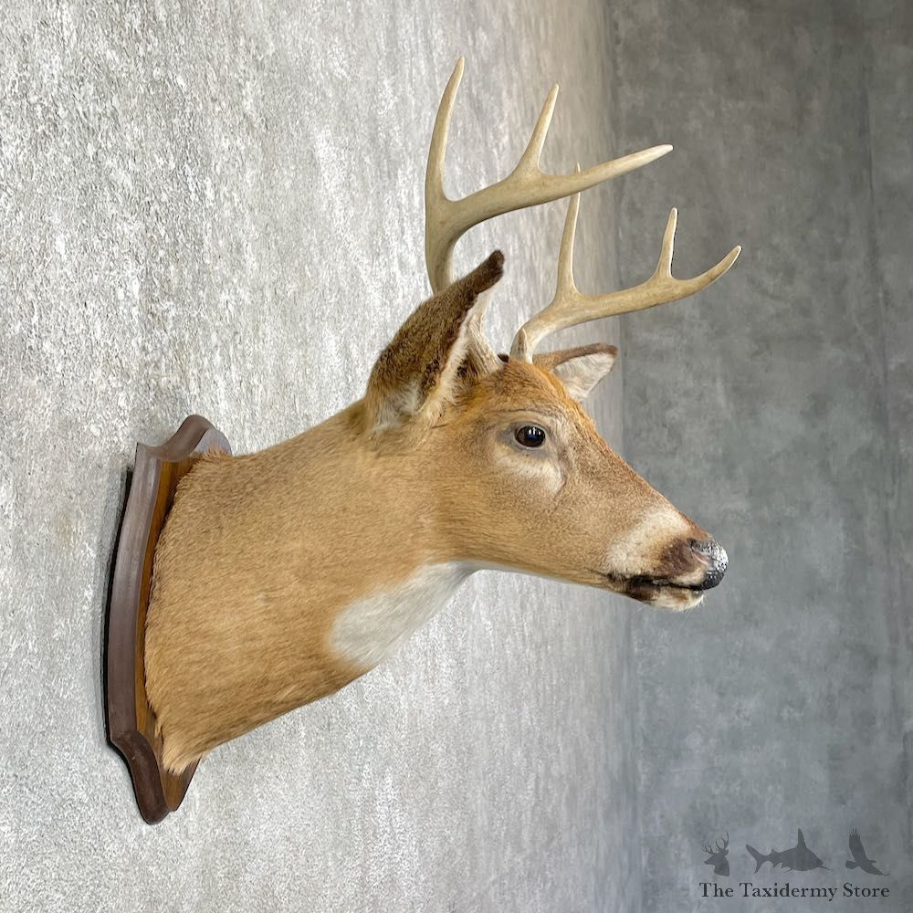 Whitetail Deer Shoulder Mount For Sale #25986 @ The Taxidermy Store