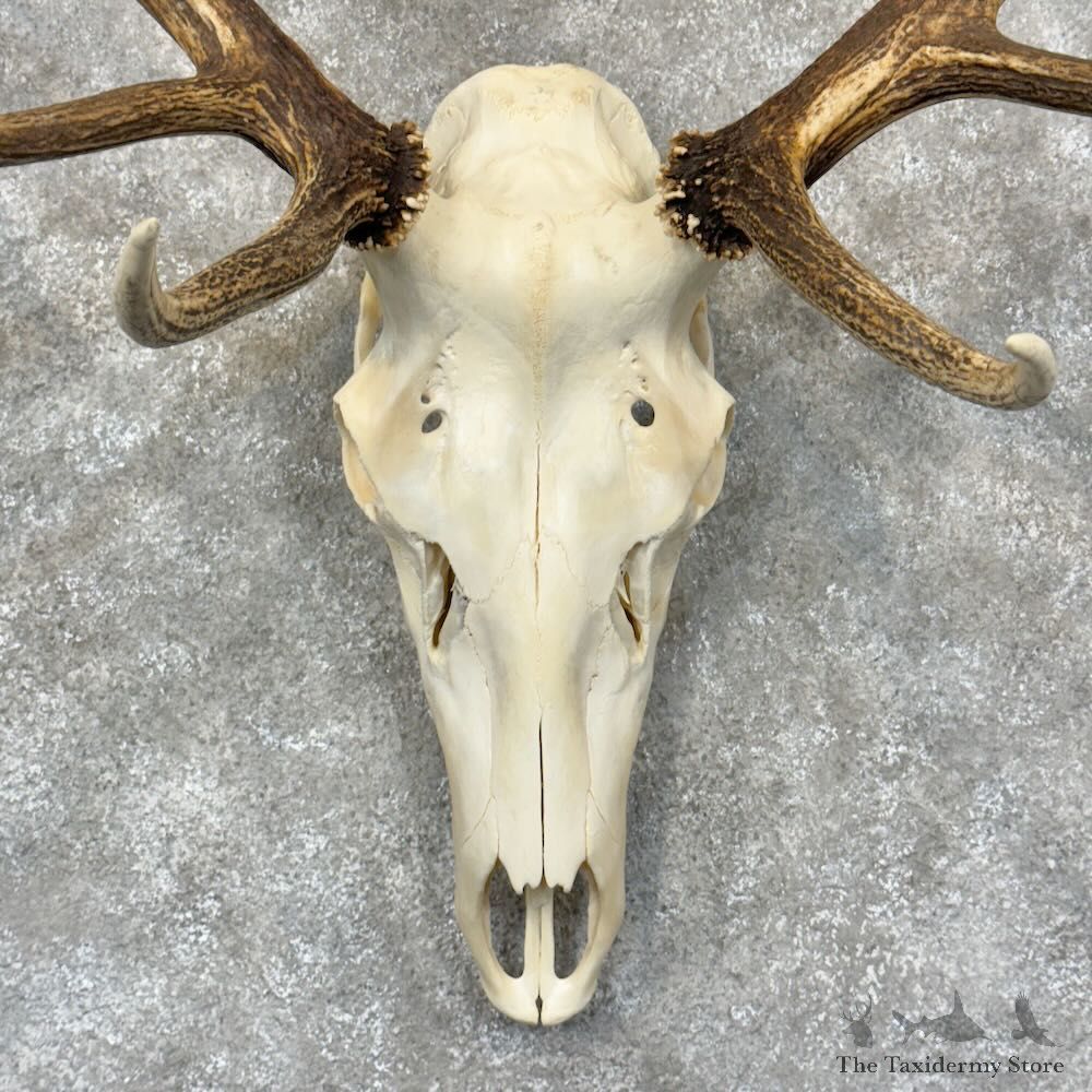 Rocky Mountain Elk Skull European Mount For Sale #28786 @ The Taxidermy Store