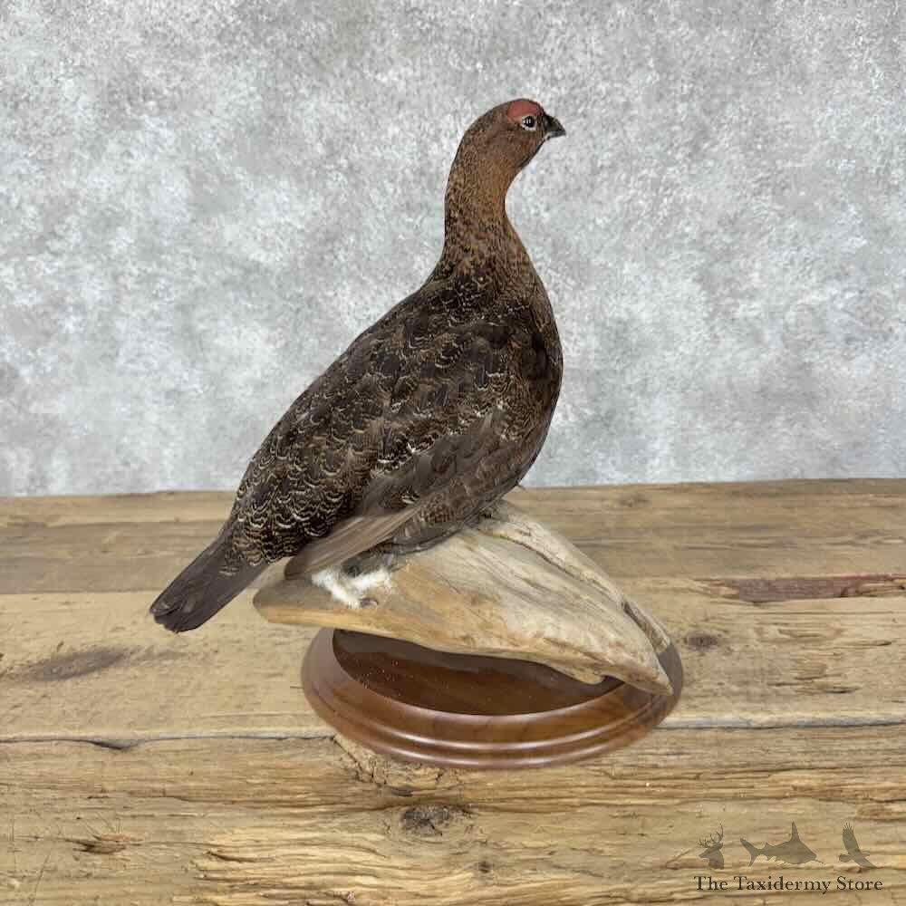 Willow Ptarmigan Mount For Sale #31824 @ The Taxidermy Store