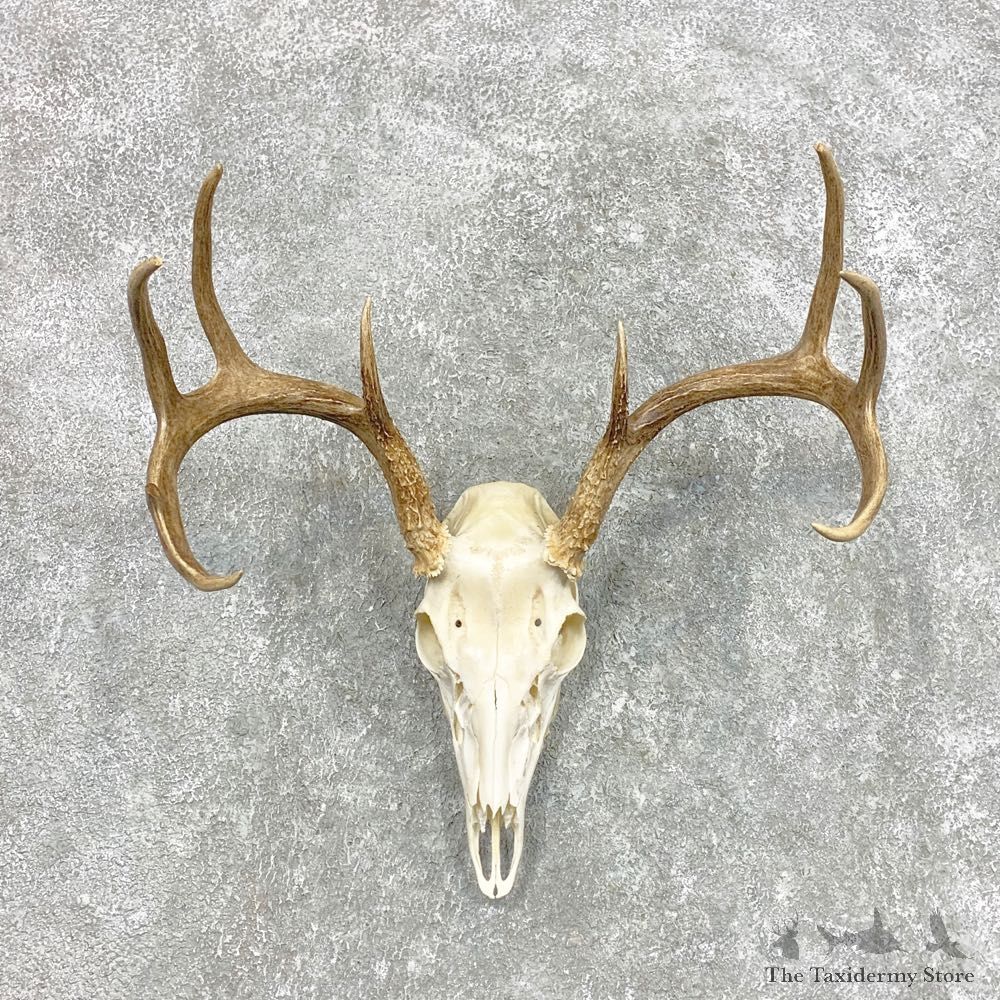 Whitetail Deer Skull European Mount For Sale #22300 @ The Taxidermy Store