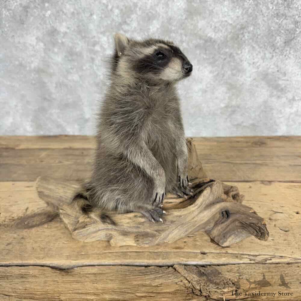 Juvenile Raccoon Mount For Sale #32051 @ The Taxidermy Store