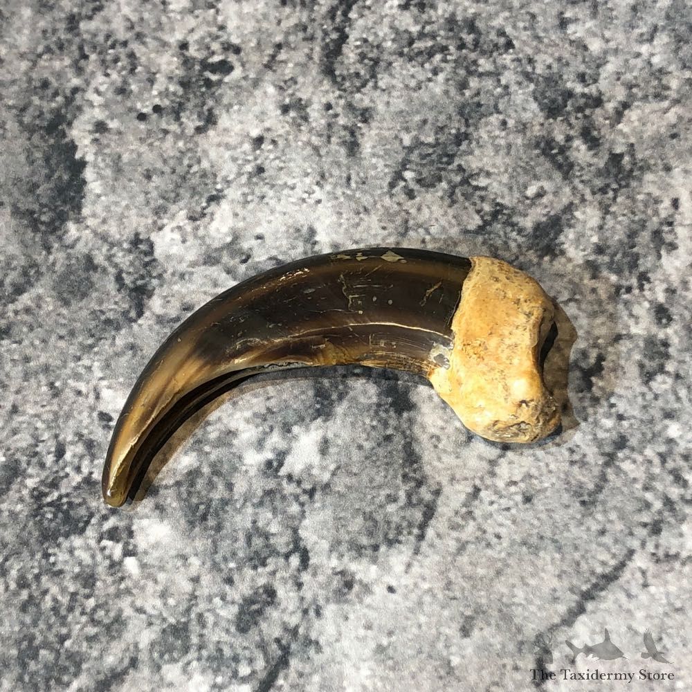 Grizzly Bear Claw For Sale #18807 @ The Taxidermy Store