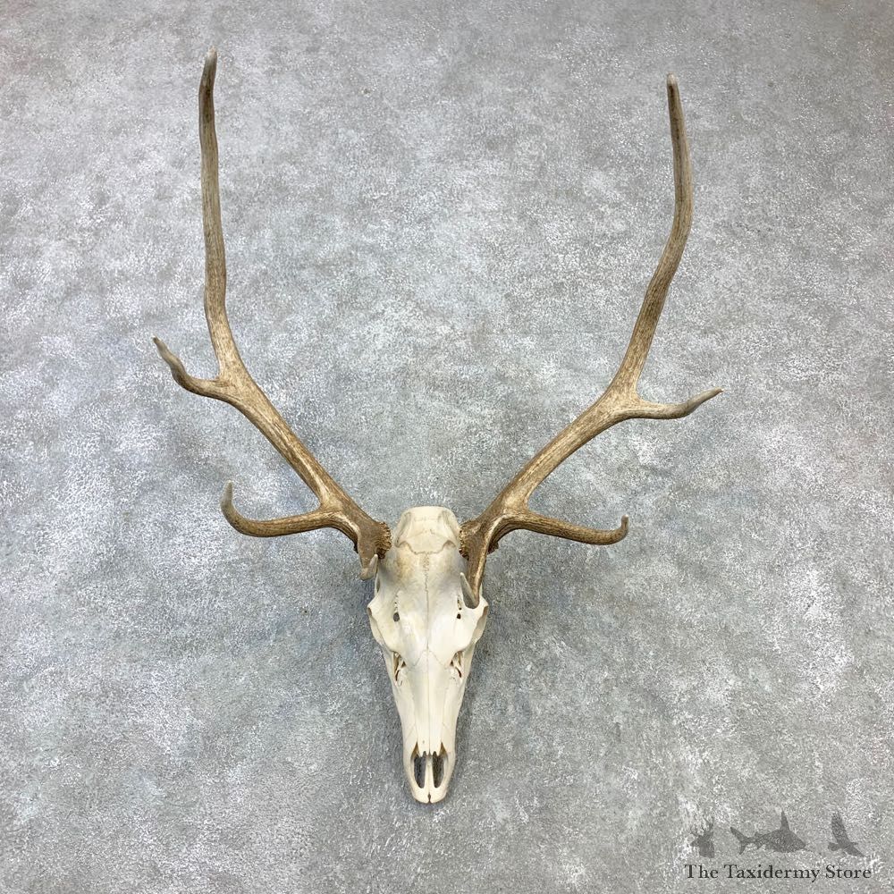Rocky Mountain Elk Skull Mount For Sale #23097 @ The Taxidermy Store