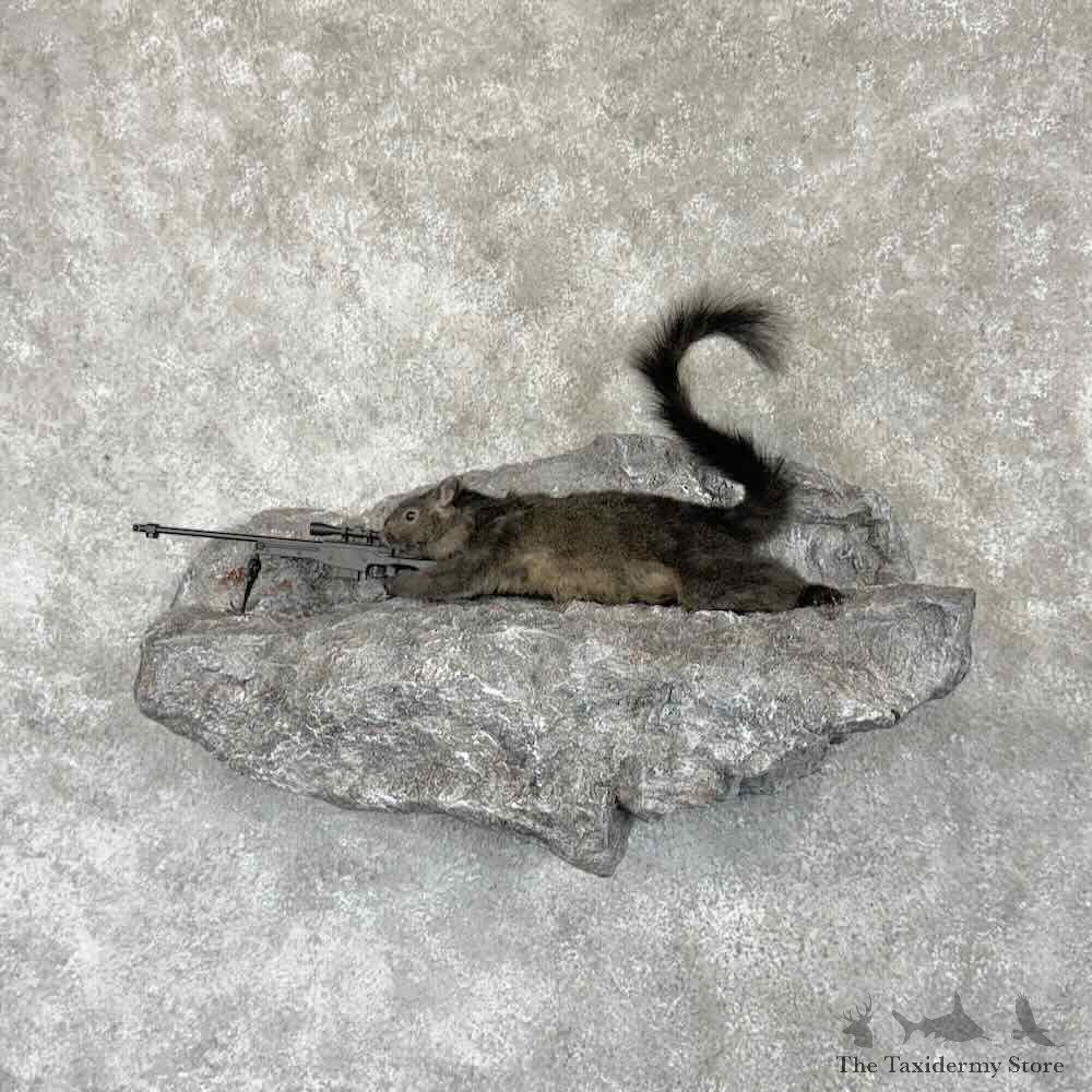 Sniper Squirrel Novelty Mount For Sale #30763 @ The Taxidermy Store