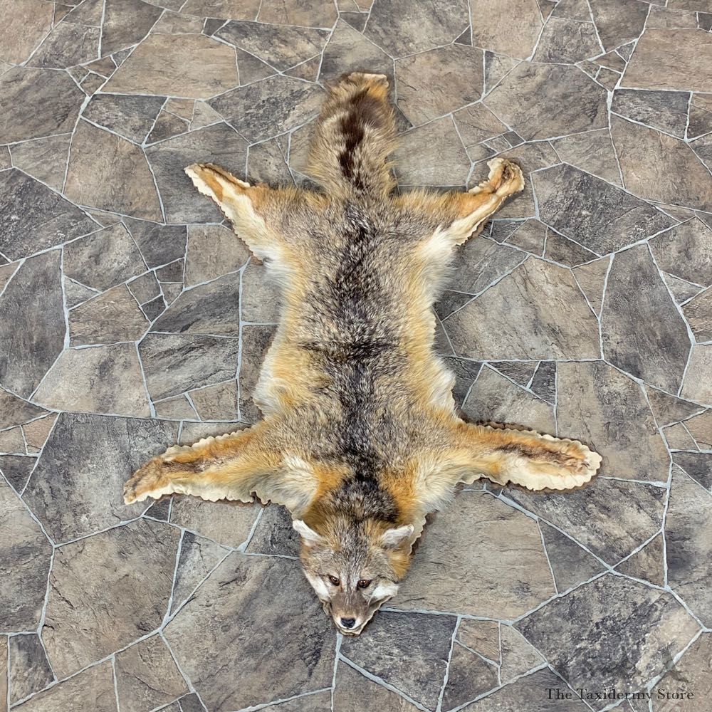 Grey Fox Taxidermy Rug For Sale #23337 @ The Taxidermy Store
