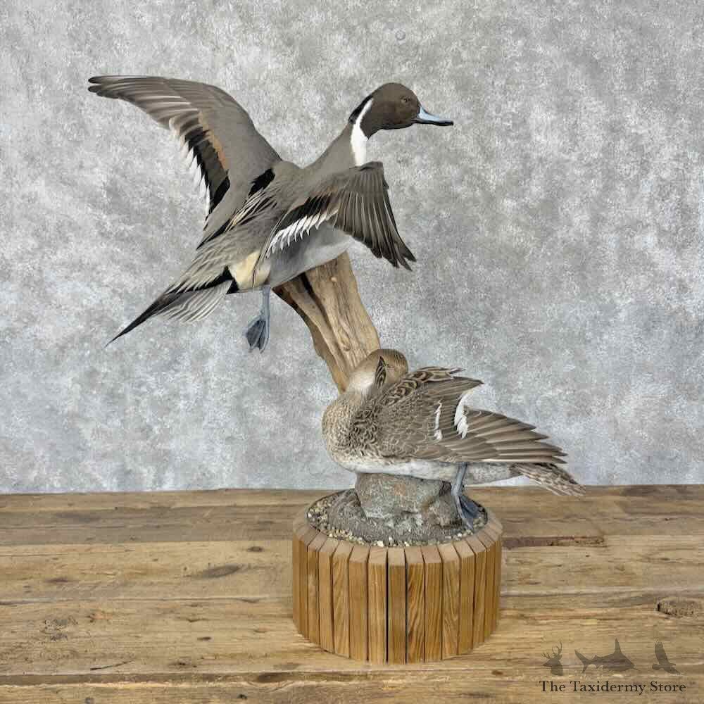 Pintail Duck Pair Mount For Sale #31810 @ The Taxidermy Store