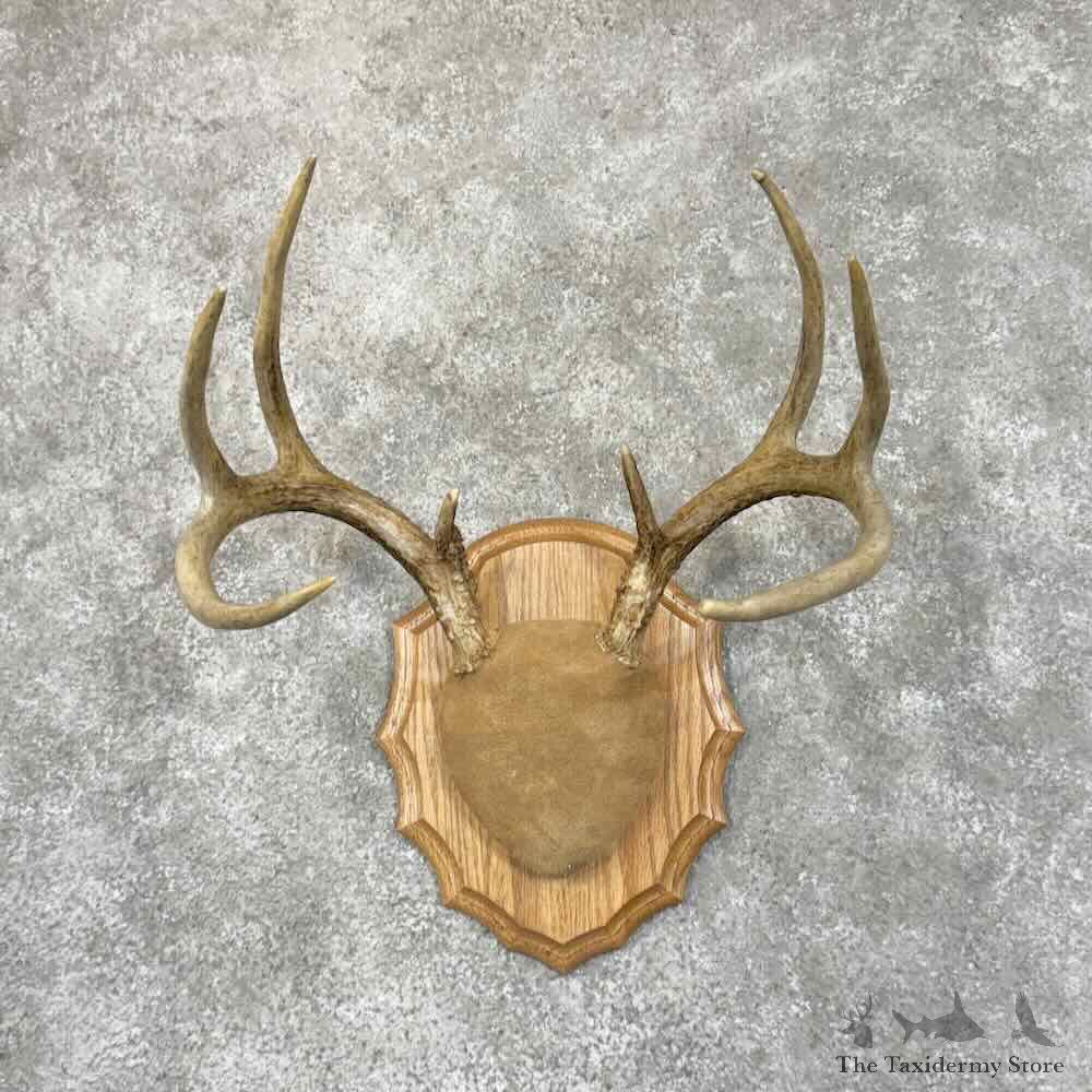 Whitetail Deer Antler Plaque Mount For Sale #30632 @ The Taxidermy Store