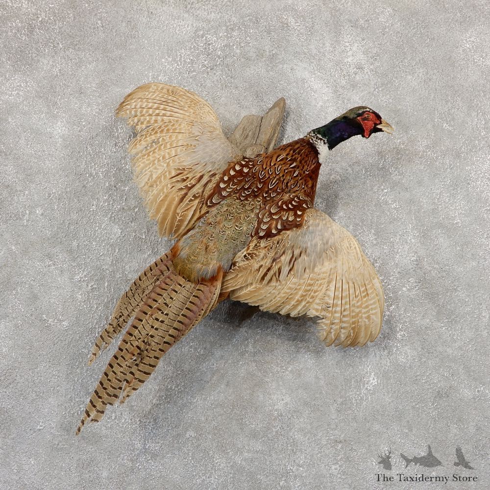 Ringneck Pheasant Bird Mount For Sale #18919 @ The Taxidermy Store